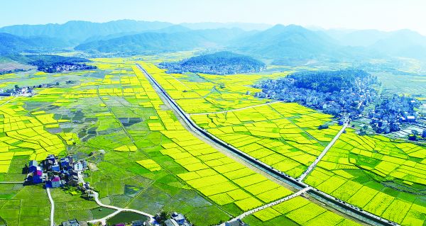 油菜花開(kāi)的茶陵秩堂鎮(zhèn)風(fēng)景如畫(huà)（資料圖）。 張湘東 攝
